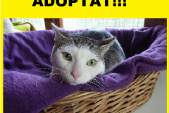 GERRI-ADOPTAT
