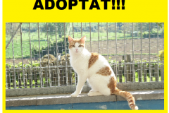 JINKS-ADOPTAT