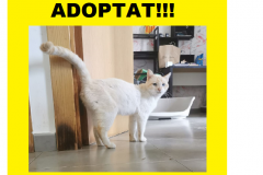 NINU-ADOPTAT