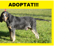 ORRI-ADOPTAT