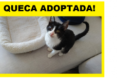 QUECA-ADOPTADA