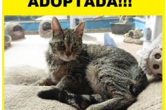 TIRVIA-ADOPTADA